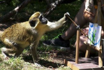 Animales del Zoológico de Oakland pintaron únicos cuadros