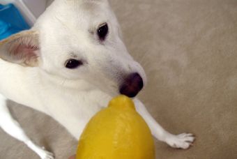 Perros V/S Limones (video)