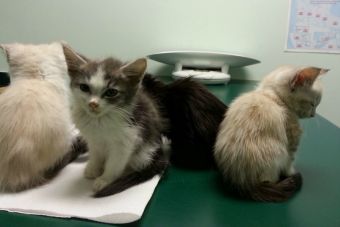 45 gatos han muerto por culpa del Parvovirus en Canadá