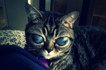 [Fotos] Matilda, la gata que tiene los ojos como un alien