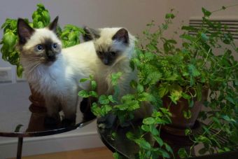 5 hierbas y plantas que pueden beneficiar a tu mascota