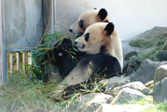 Zoológico de Japón busca crías de pandas, mediante la inseminación artificial