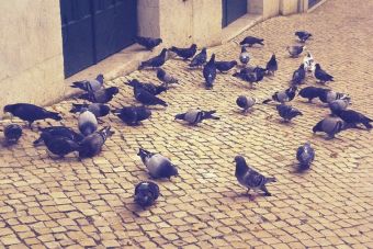 Peruanos serán multados por alimentar a las palomas