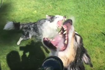 Perros se divierten con mangueras (videos)