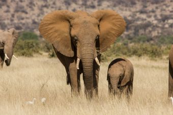 ​Famoso cazador muere aplastado por elefante bebé