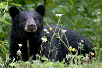 Hombre confundió crías de oso negro con perros