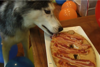 [Video] Mira la celebración del cumpleaños 13 de este siberiano