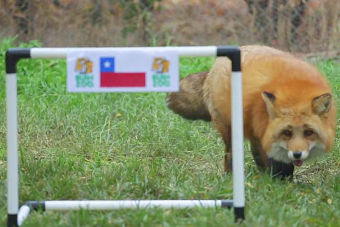 Zincha, el Zorro Rojo de Buin Zoo, pronostica resultado Chile-Ecuador