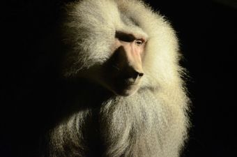 Buin Zoo estrena temporada de visitas nocturnas