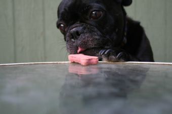 Las mascotas de California podrás comer galletas de marihuana