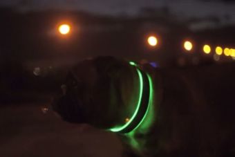 Buddy, el collar para perros que se ilumina en la oscuridad