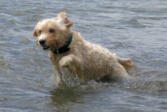 Más perros podrán entrar a las playas de España