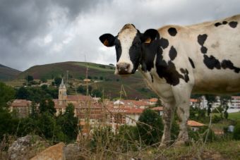 Cuatreros roban 80 vacas en La Araucanía