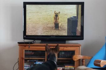 Las mascotas no entienden lo que pasa en la televisión