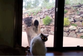 [Video] Un gato se enfrenta a un puma