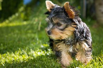 Cuidados especiales para Yorkshire Terrier