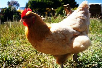 Una gallina protagoniza una persecución con la policía de California