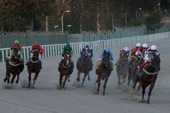 El SAG tuvo que sacrificar a 36 caballos de carrera que portaban el Muermo