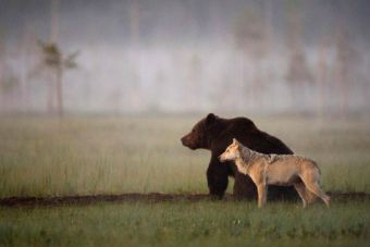 [Fotos] Un oso y una loba son los mejores amigos