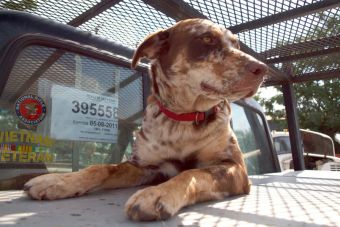 El Alzheimer también puede afectar a los perros