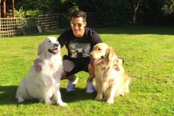 Alexis Sánchez llegó a Chile junto sus dos Golden Retriever