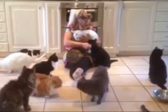 Mujer cuida a más de 120 gatos en Inglaterra