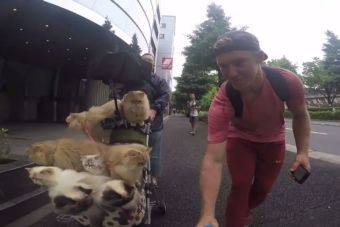 [Video] Japonés pasea a sus gatos en coche de niños