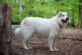 Australianos están recaudando fondos para comprar perros pastores