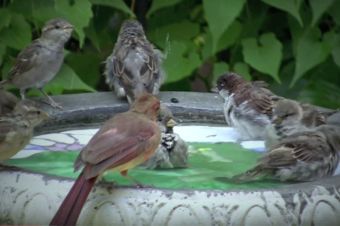 ​Cómo tener pájaros libres en tu casa