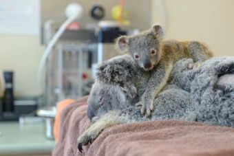 Un pequeño koala no se despegó de su madre mientras la operaban