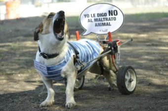 ​El Campito Refugio, organización dedicada a los perritos discapacitados