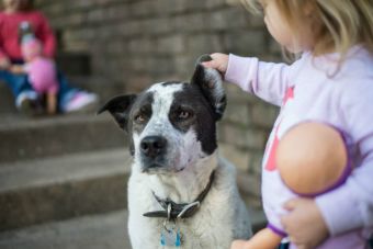 Los niños españoles harían lo que fuera por sus mascotas