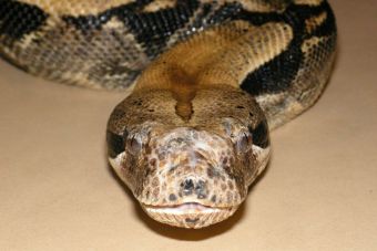 Científicos analizan como matan las boas constrictor