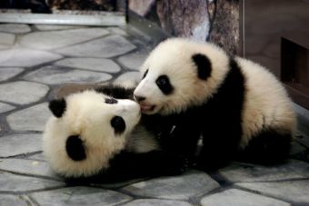 Dos cachorros de panda gigante nacieron en Washington