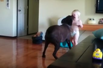 Bebé muere de la risa jugando con su perro