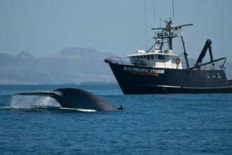 Barcos de caza de ballenas