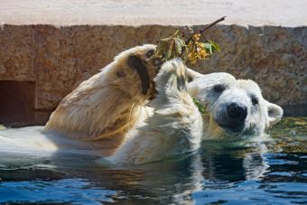 8 Gifs de Osos Pasándolo MaravillOSO