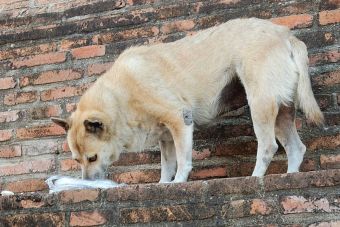 Comedog, la iniciativa que alimenta a los perros callejeros de España