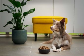 Tu mascota merece el mejor alimento y un buen descanso