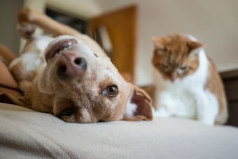 6 Ideas de camitas de perro y gato que ellos amarán (y tu también)