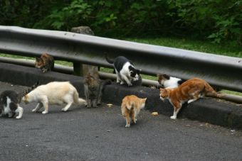 En Tasmania quieren prohibir la tenencia de gatos