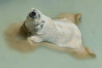 El Oso Polar del Zoológico de Mendoza vuelve a preocupar