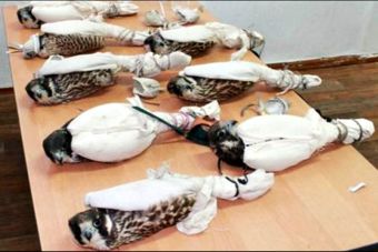 Desbaratan cruel banda que pretendía vender halcones peregrinos a jeques árabes