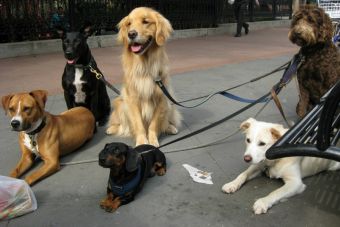 Un grupo de perros españoles disfrutaron de un particular concierto