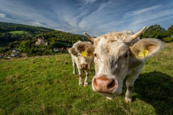 El Parlamento Europeo pretende prohibir la clonación industrial de animales