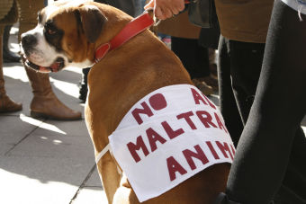 Según la PDI, los casos de maltrato animal van en aumento