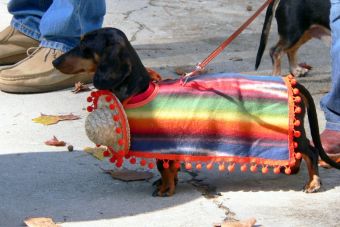 Los mexicanos prefieren a los perros a la hora de adoptar una mascota