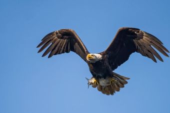 [Video] Un águila derribó a un dron en pleno vuelo