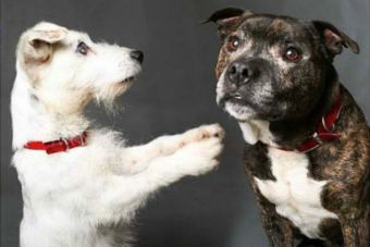 Conoce la linda historia de amista de un perro ciego y su lazarillo