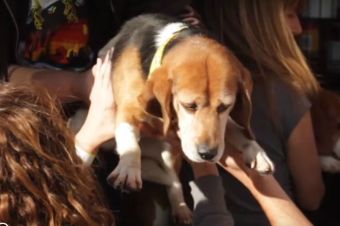 Registro de perritos Beagle liberados de un laboratorio de experimentación animal  (video)
